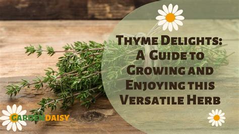 Thyme Delights: A Comprehensive Guide to Growing 